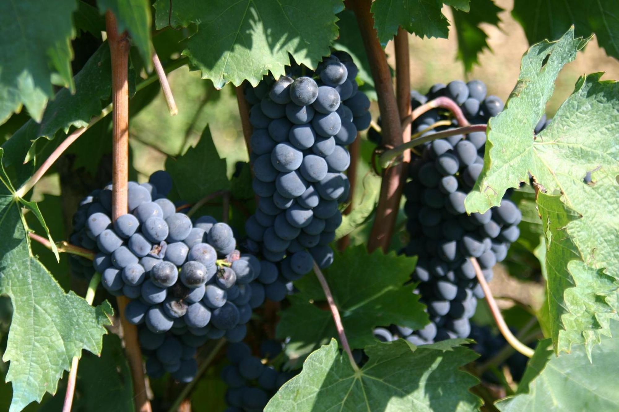 Agriturismo Podere la Cava Mercatale Val Di Pesa Esterno foto